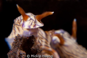 NUDI
Seraya Bali by Mickle Huang 